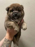 Vincent, a male Shiba Inu for sale in Eugene, OR – 4 of 5
