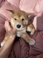 Claude, a male Shiba Inu for sale in Eugene, OR – 4 of 6