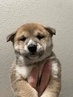 Claude, a male Shiba Inu for sale in Eugene, OR – 6 of 6