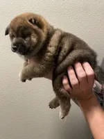 Vincent, a male Shiba Inu for sale in Eugene, OR – 2 of 5
