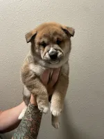 Claude, a male Shiba Inu for sale in Eugene, OR – 5 of 6