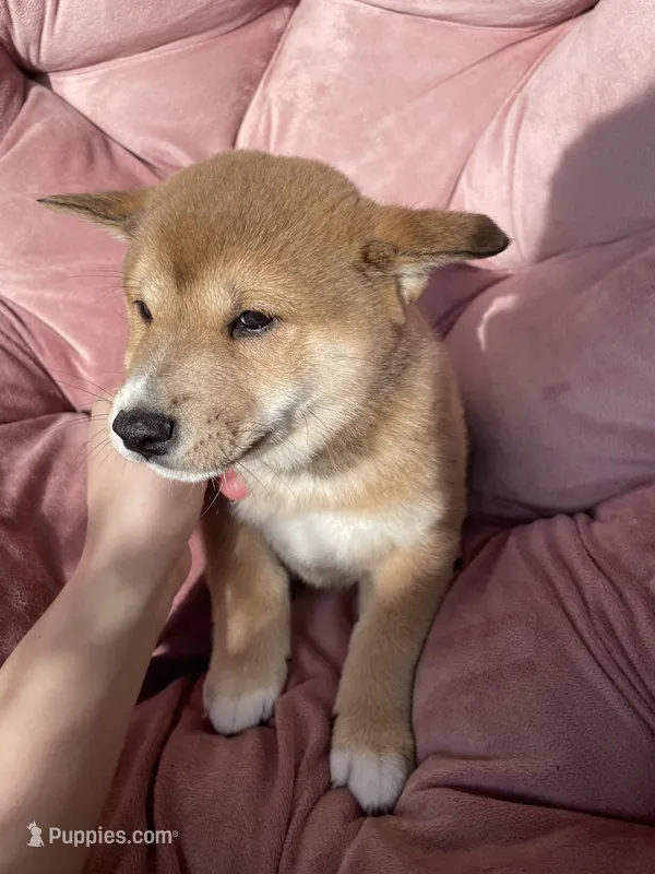 Claude – Shiba Inu puppy for sale in Eugene, OR