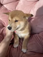 Claude, a male Shiba Inu for sale in Eugene, OR – 1 of 6