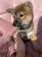 Vincent, a male Shiba Inu for sale in Eugene, OR – 3 of 5