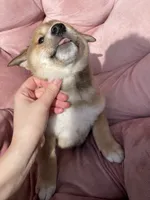 Claude, a male Shiba Inu for sale in Eugene, OR – 2 of 6