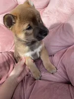 Vincent, a male Shiba Inu for sale in Eugene, OR – 1 of 5