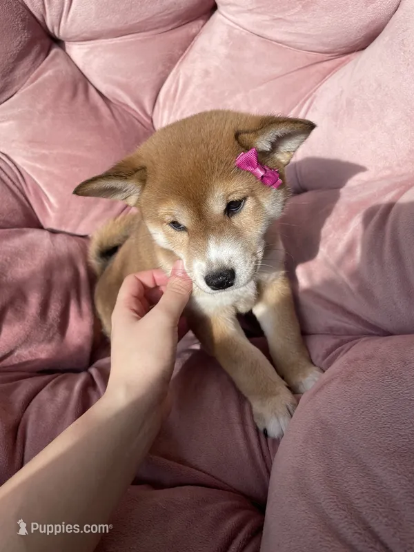 Mary – Shiba Inu puppy for sale in Eugene, OR