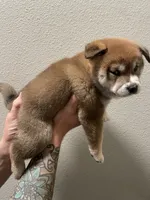 Mary, a female Shiba Inu for sale in Eugene, OR – 3 of 4