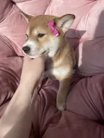 Mary, a female Shiba Inu for sale in Eugene, OR – 2 of 4