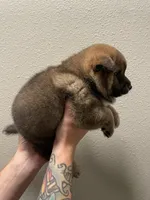 Vincent, a male Shiba Inu for sale in Eugene, OR – 5 of 5