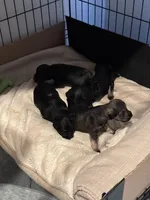 Kobe, a male Miniature Schnauzer for sale in Victoria, TX – Photo 3 of 3