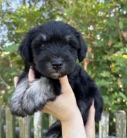 Kobe, a male Miniature Schnauzer for sale in Victoria, TX – Photo 1 of 3