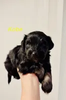 Kobe, a male Miniature Schnauzer for sale in Victoria, TX – Photo 2 of 3