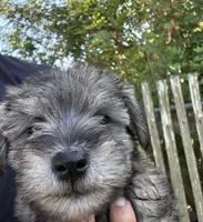 Yoshi, a male Miniature Schnauzer for sale in Victoria, TX – Photo 2 of 3