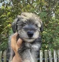 Yoshi, a male Miniature Schnauzer for sale in Victoria, TX – Photo 1 of 3
