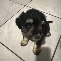 Mocha, a female Miniature Schnauzer for sale in Victoria, TX – Photo 4 of 4