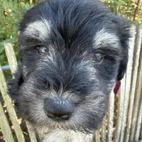 Mocha, a female Miniature Schnauzer for sale in Victoria, TX – Photo 2 of 4