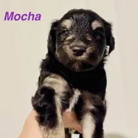 Mocha, a female Miniature Schnauzer for sale in Victoria, TX – Photo 3 of 4