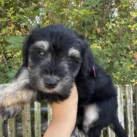 Mocha, a female Miniature Schnauzer for sale in Victoria, TX – Photo 1 of 4