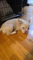 Luna, a female French Bulldog for sale in Bronx, NY – 5 of 5