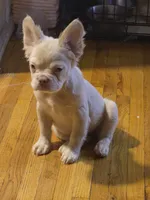 Luna, a female French Bulldog for sale in Bronx, NY – 2 of 5