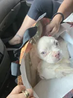 Luna, a female French Bulldog for sale in Bronx, NY – 3 of 5