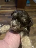 Choc 2, a male Morkie for sale in Bryson City, NC – Photo 2 of 2