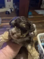 Choc 2, a male Morkie for sale in Bryson City, NC – Photo 1 of 2