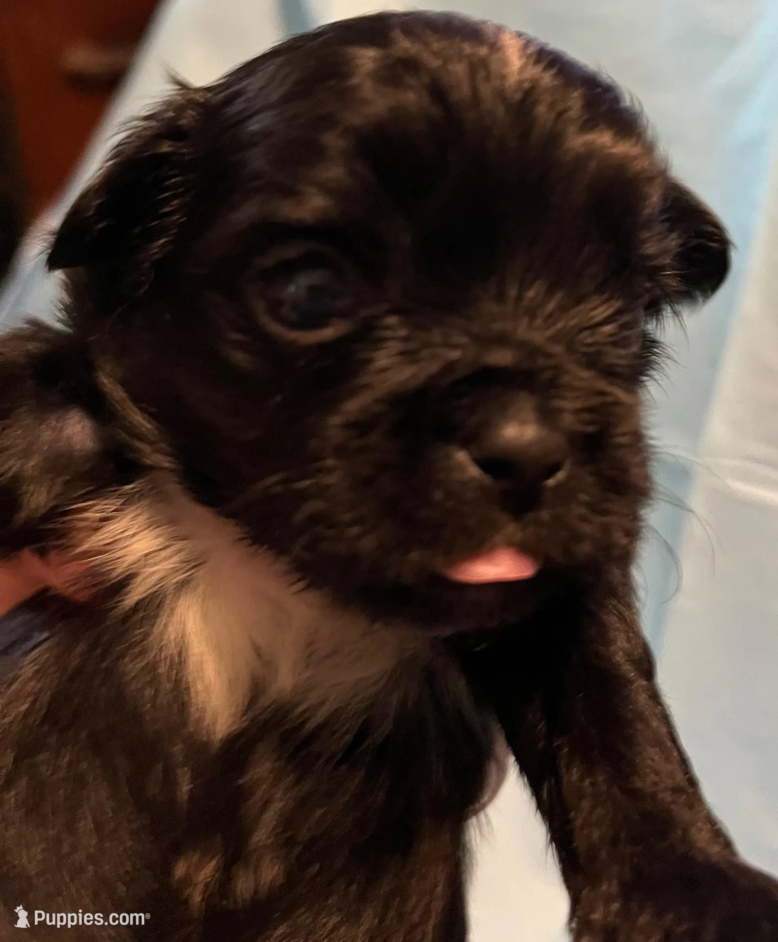 Black stripe – Pekingese, Morkie puppy for sale in Bryson City, NC