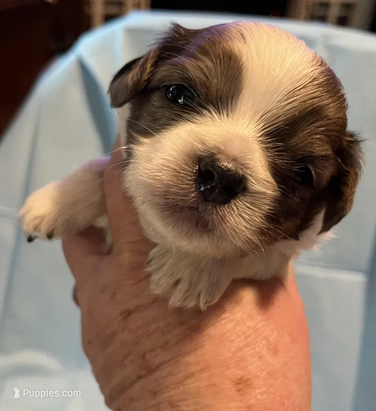 Choc an white 1 – Pekingese, Morkie puppy for sale in Bryson City, NC