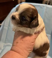 Choc an white 1, a male Pekingese and Morkie for sale in Bryson City, NC – Photo 2 of 2