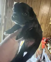 Black stripe, a male Pekingese and Morkie for sale in Bryson City, NC – Photo 2 of 2