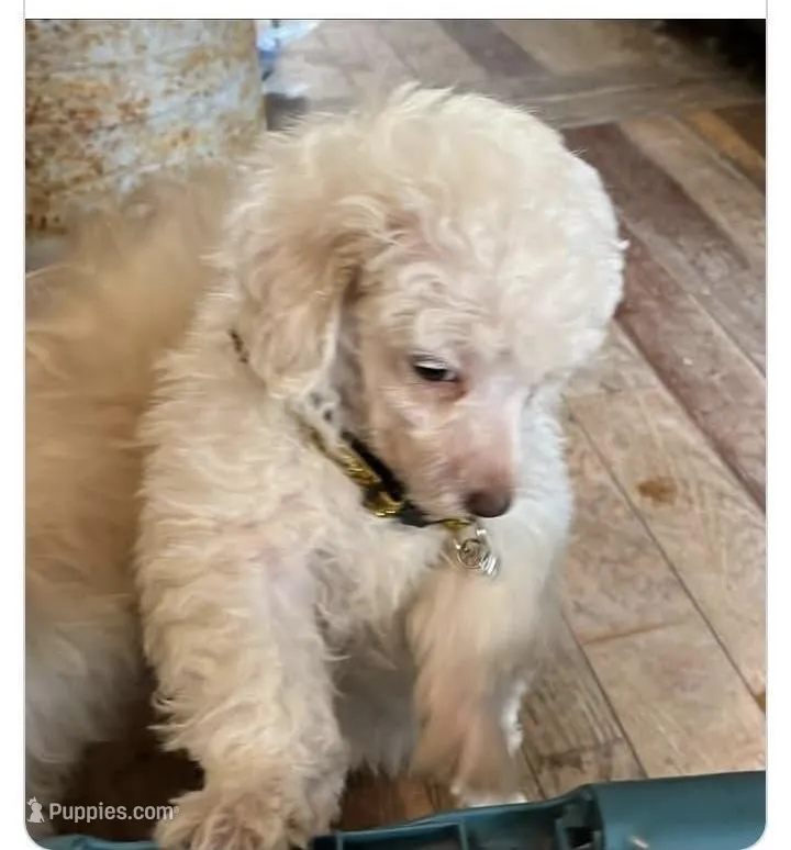Snowball – Poodle - Toy  puppy for sale in Bryson City, NC