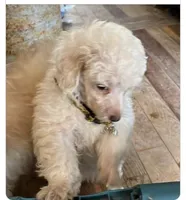 Snowball, a male Poodle - Toy  for sale in Bryson City, NC – Photo 1 of 2