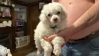Snowball, a male Poodle - Toy  for sale in Bryson City, NC – Photo 2 of 2