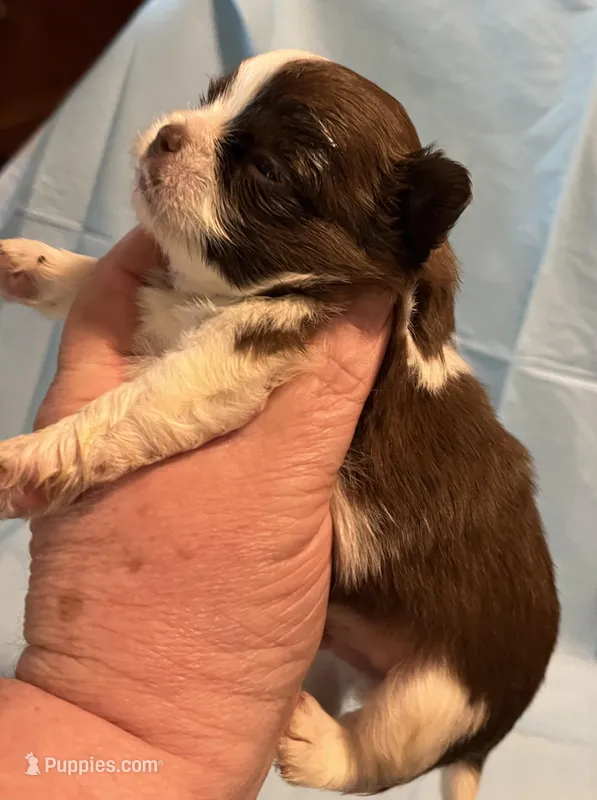 Choc n white 2 – Pekingese, Morkie puppy for sale in Bryson City, NC