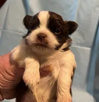 Choc n white 2, a male Pekingese and Morkie for sale in Bryson City, NC – Photo 2 of 2