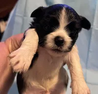 Black n white, a male Pekingese and Morkie for sale in Bryson City, NC – Photo 2 of 2