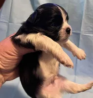 Black n white, a male Pekingese and Morkie for sale in Bryson City, NC – Photo 1 of 2