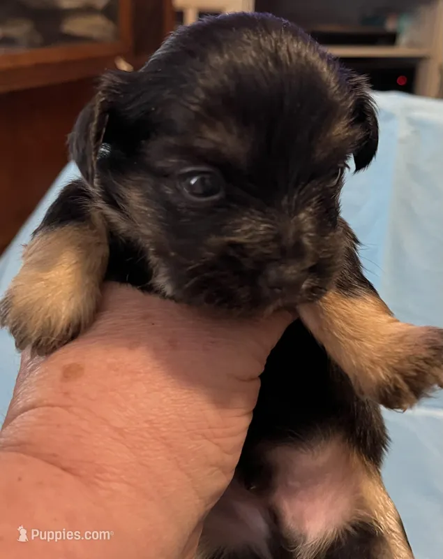Black tan – Yorkipoo puppy for sale in Bryson City, NC