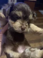 Choc, a female Morkie for sale in Bryson City, NC – Photo 1 of 2