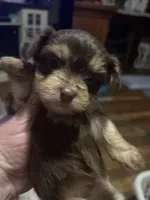 Choc, a female Morkie for sale in Bryson City, NC – Photo 2 of 2