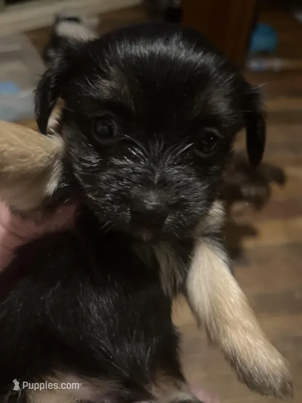 Black boy – Morkie puppy for sale in Bryson City, NC