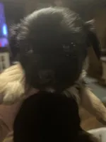 Black boy, a male Morkie for sale in Bryson City, NC – Photo 2 of 2