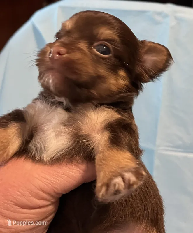 Coco – Yorkipoo puppy for sale in Bryson City, NC