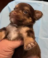 Coco, a male Yorkipoo for sale in Bryson City, NC – Photo 1 of 2