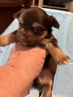 Coco, a male Yorkipoo for sale in Bryson City, NC – Photo 2 of 2