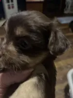 Choc 3, a male Morkie for sale in Bryson City, NC – Photo 2 of 2