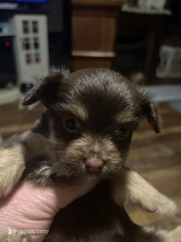 Choc 3 – Morkie puppy for sale in Bryson City, NC