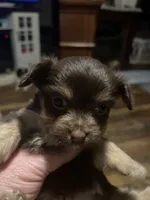 Choc 3, a male Morkie for sale in Bryson City, NC – Photo 1 of 2